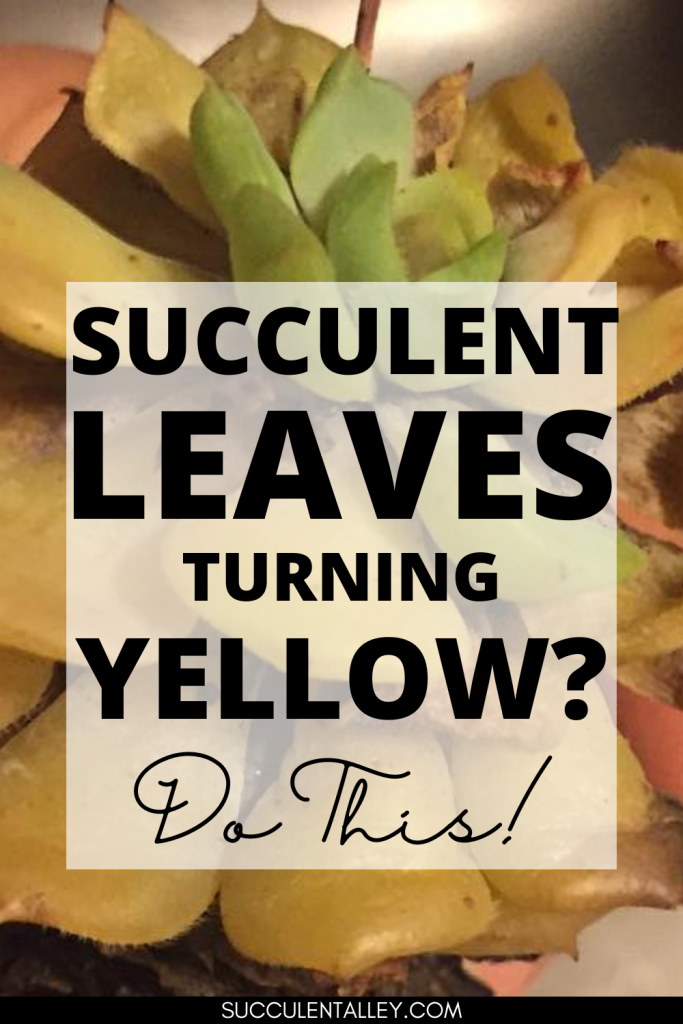 succulent leaves turning yellow and soft