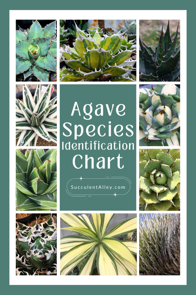 types of agave plants