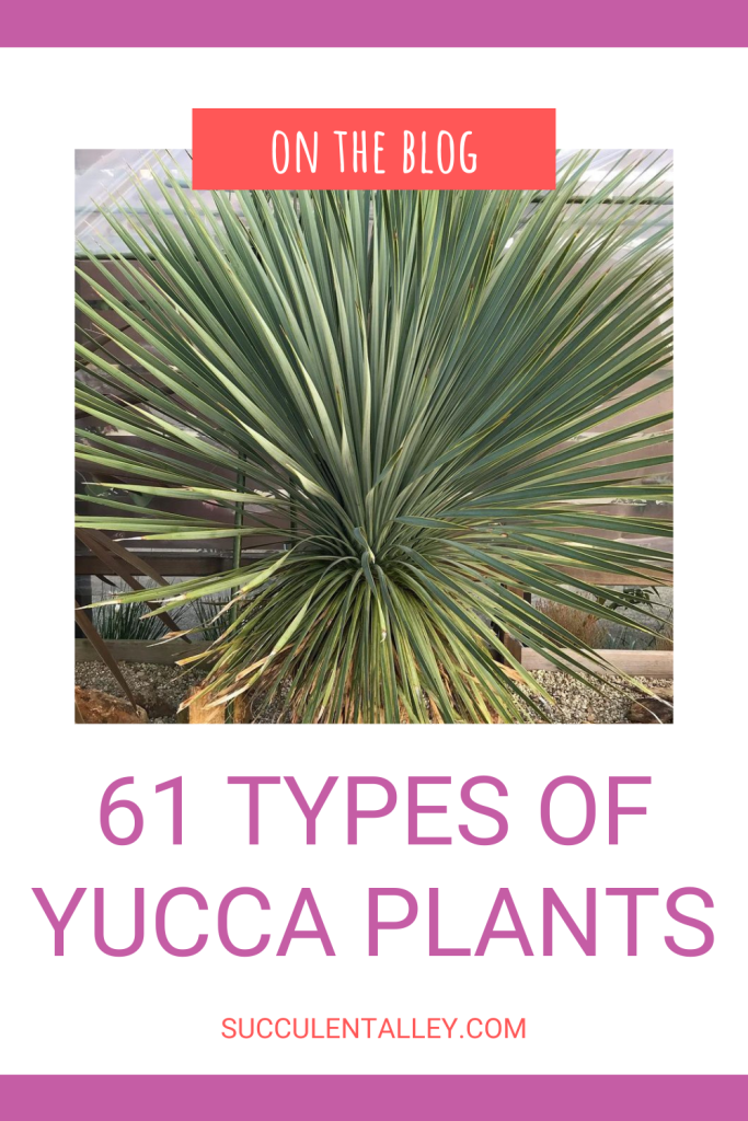 yucca varieties