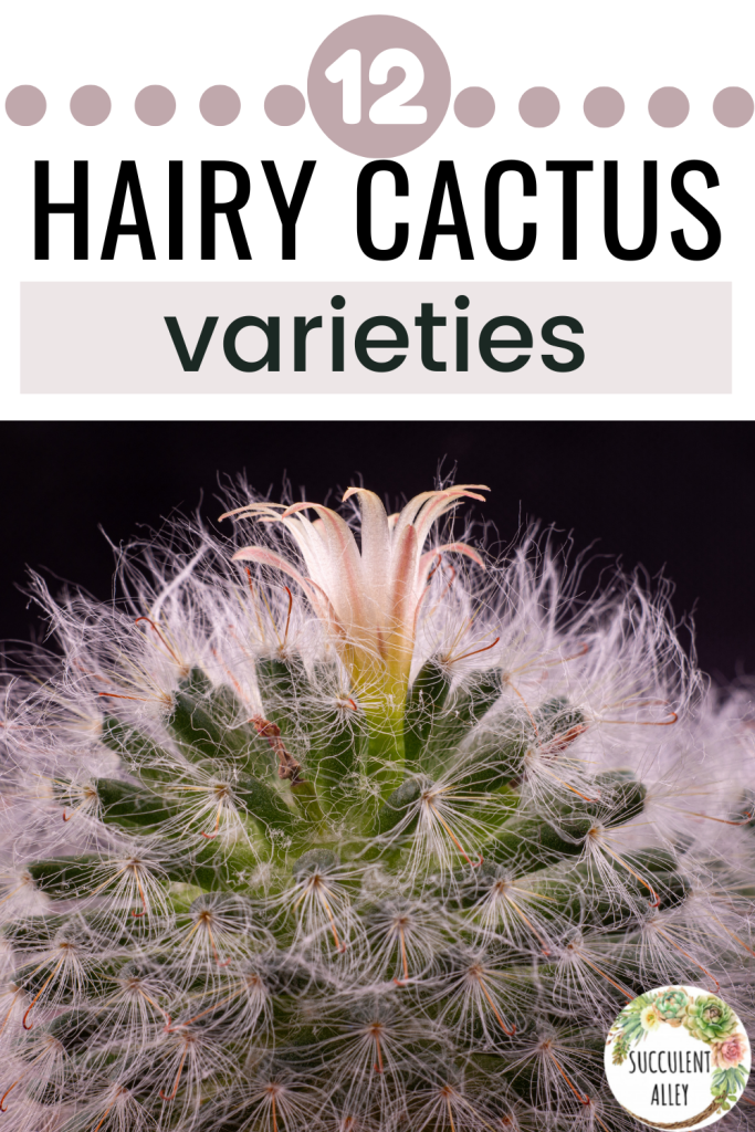 hairy cactus types