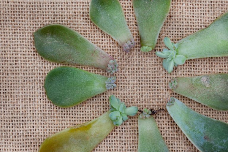 how long does it take to propagate succulents