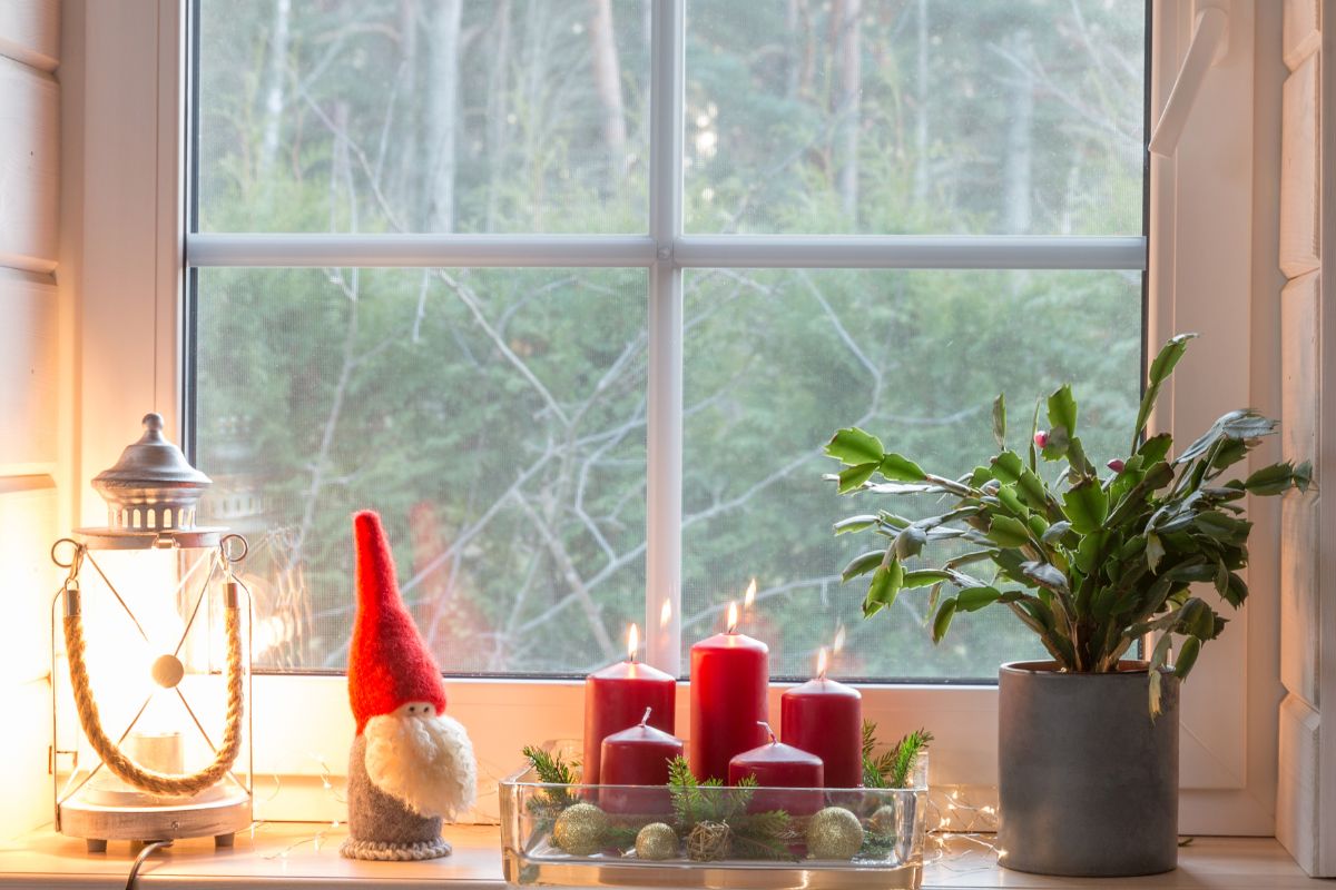 Christmas Cactus Light Requirements A Comprehensive Guide Succulent