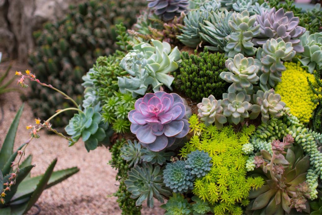 how to enhance the growth of succulent plants