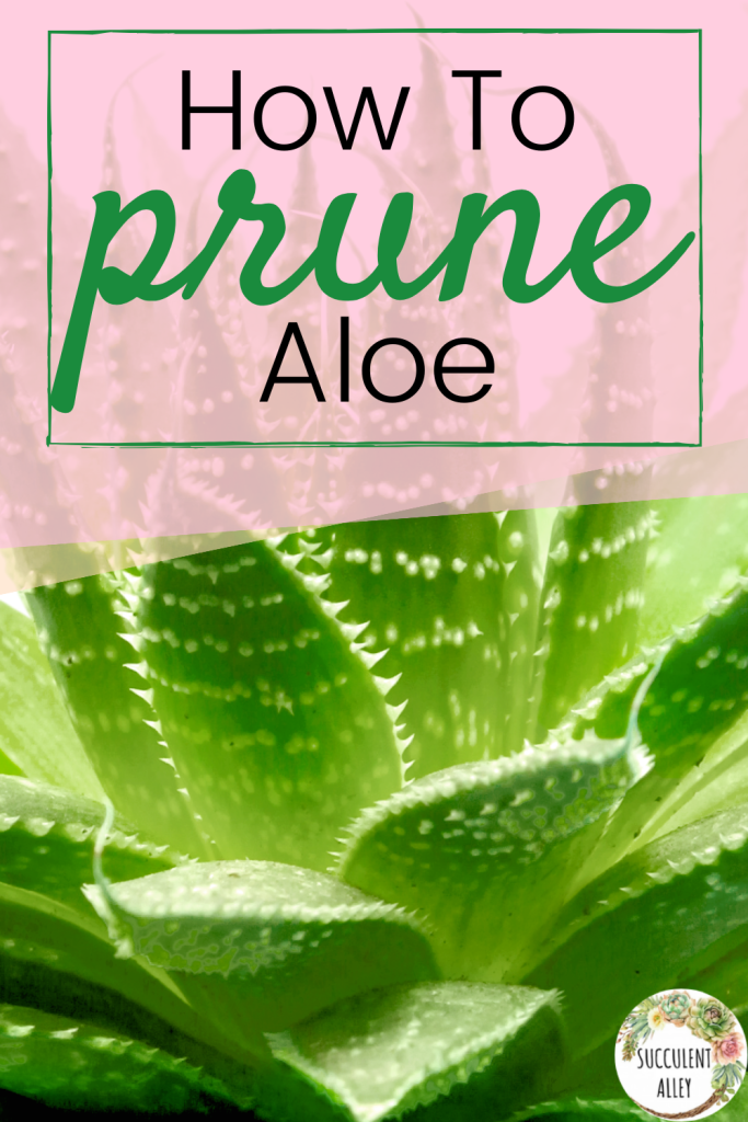 how to prune aloe