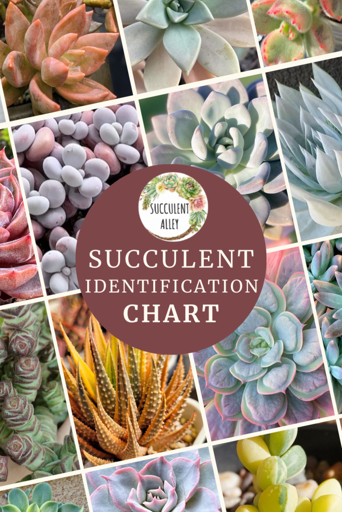 succulent identification chart