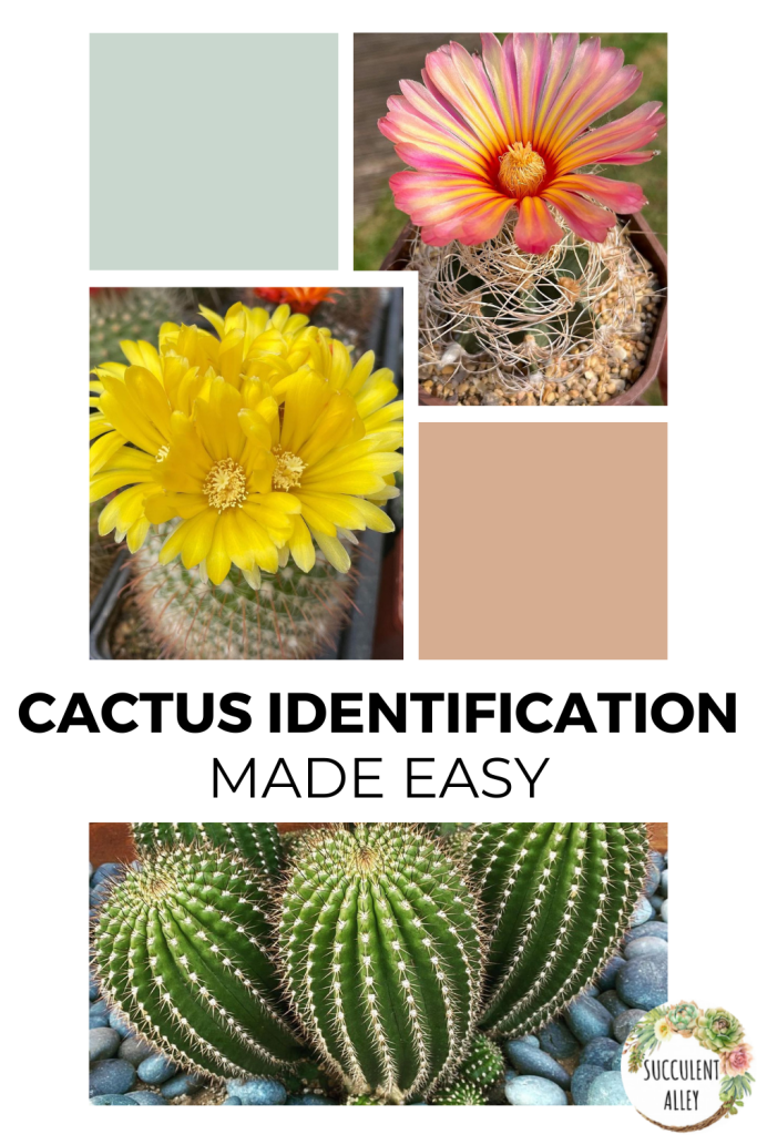types of cactuses with pictures