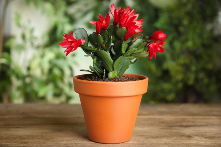 christmas cactus fertilizing 101: simplifying the path to lush, colorful blooms