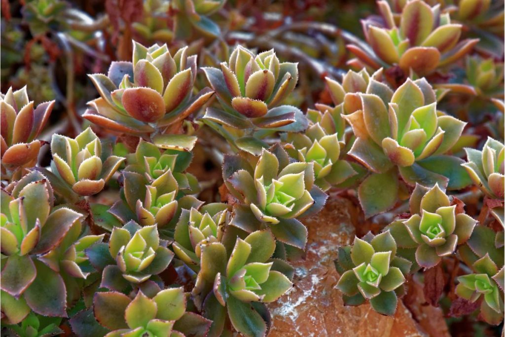 aeoniums for beginners