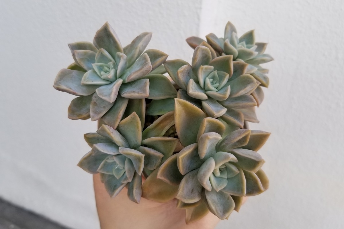 Dead Leaves and Succulents What You Should Know Succulent Alley