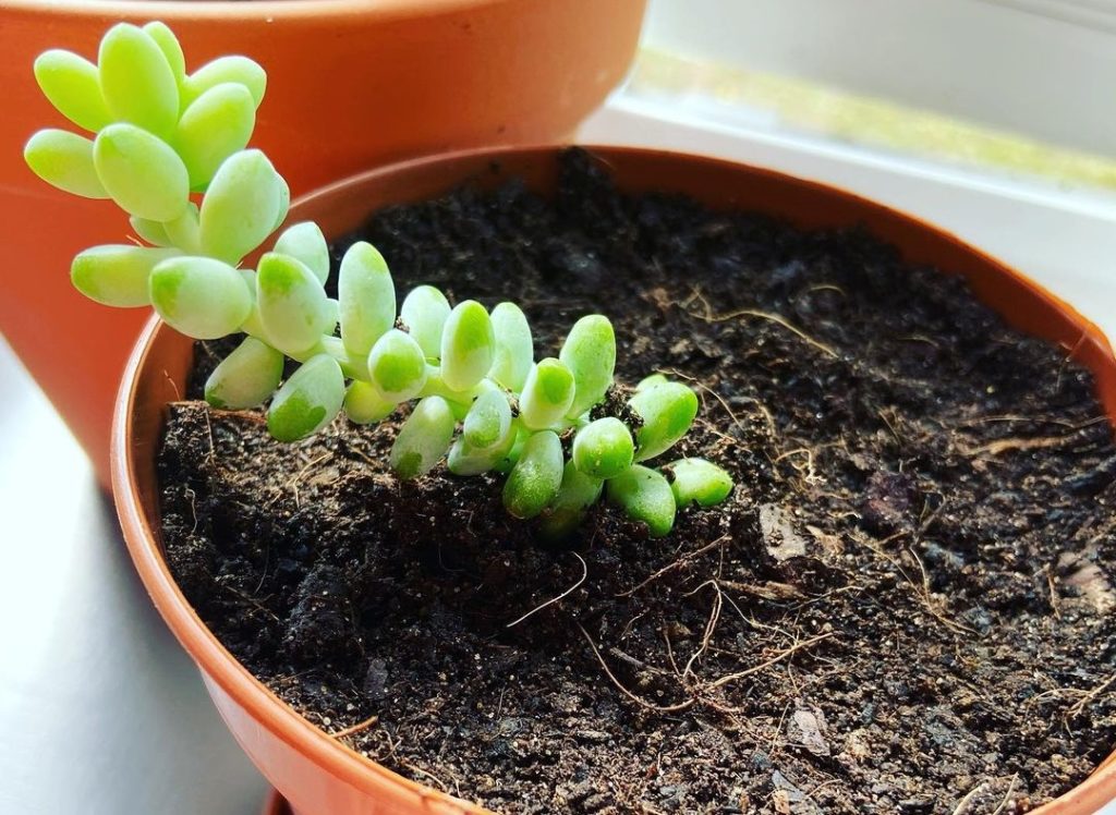 burros tail propagation by stem cuttings