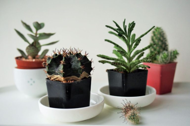 is a cactus nature’s best air purifier for your house?