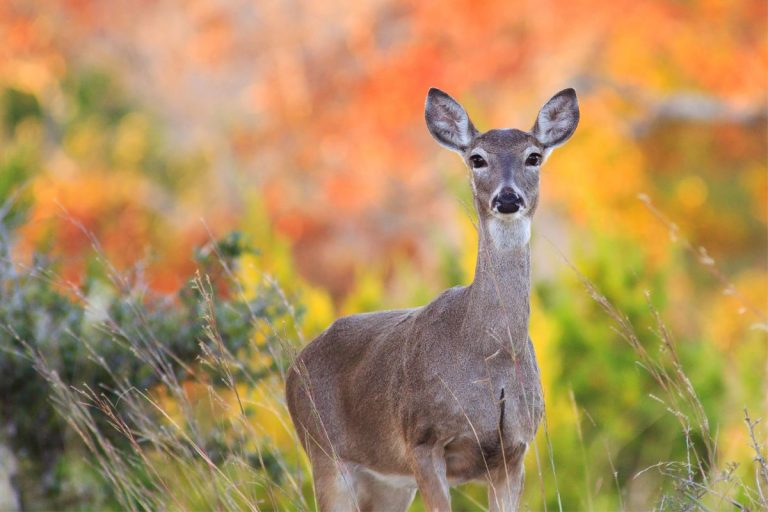 do deer eat succulents