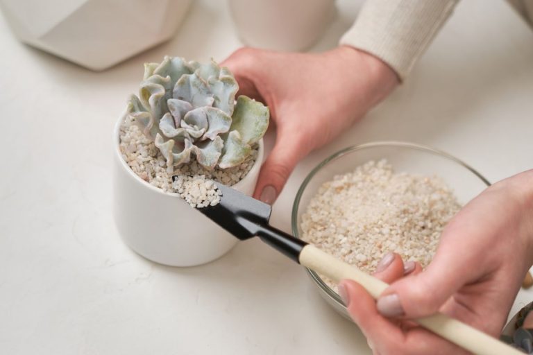 How to Repot Succulents - Step by Step Instructions