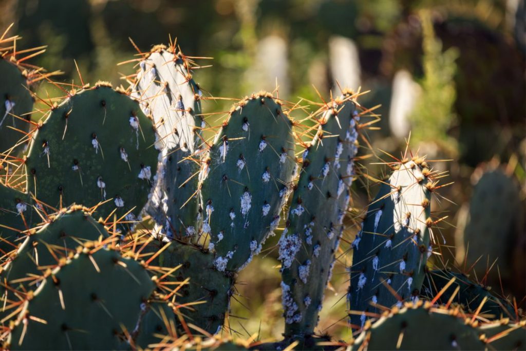 get rid of cactus bugs