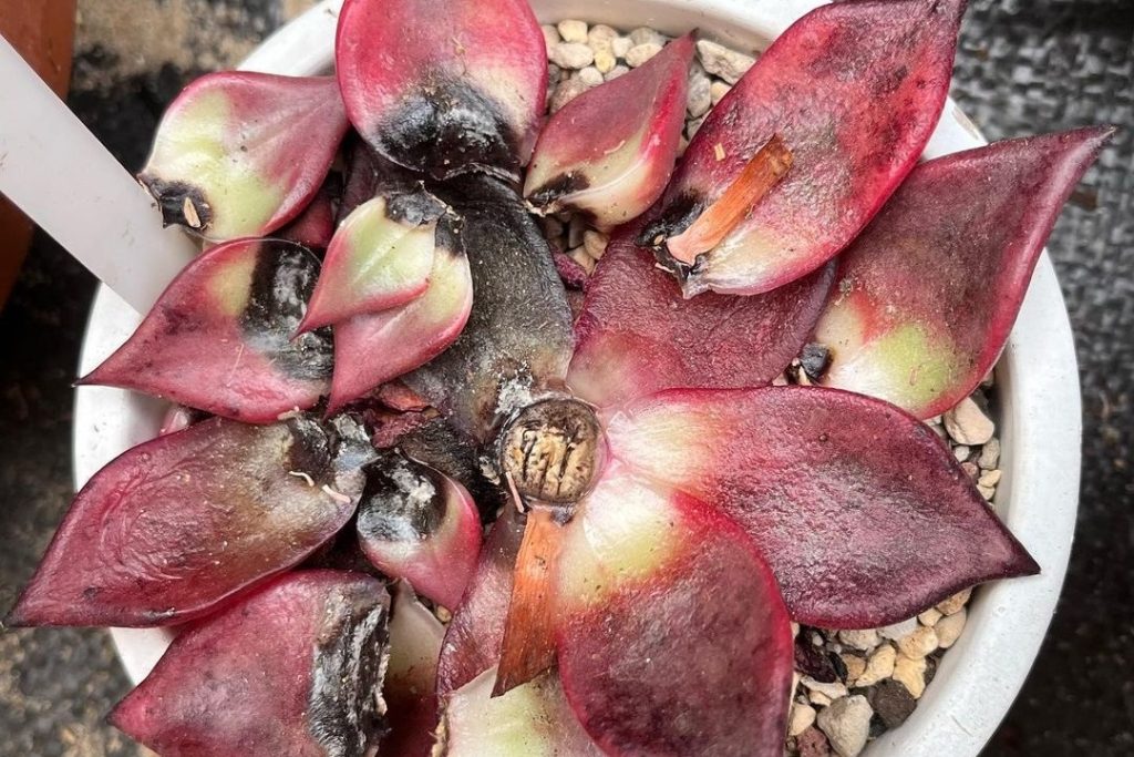 how do I know if my succulent has root rot