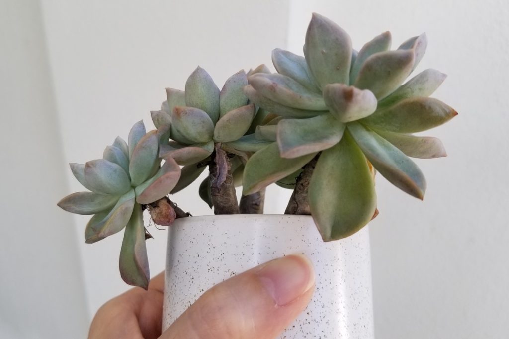 how often to remove dead leaves from succulents