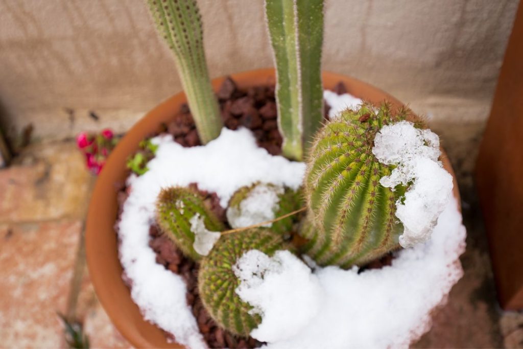 how to care for outdoor cacti during winter