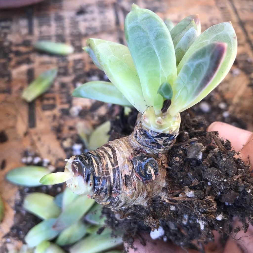 how to fix succulent root rot