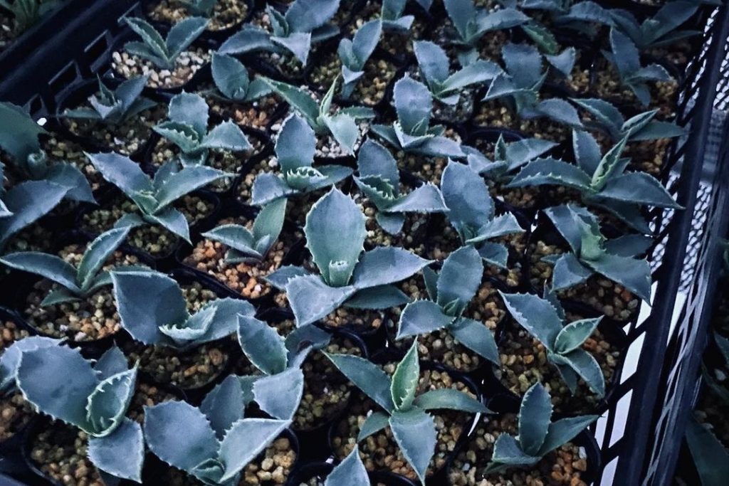 how to grow agave from seed