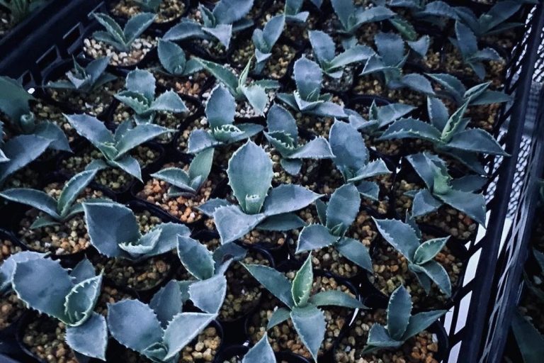 agave seed propagation: a beginner’s guide to successful cultivation