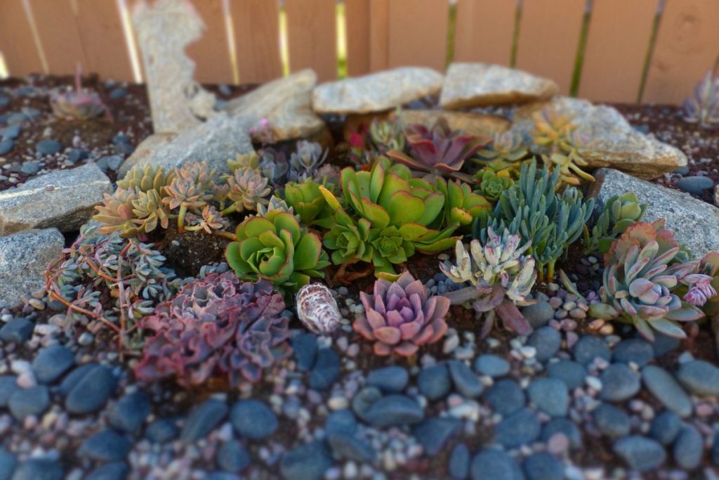 how to plant succulents in the ground