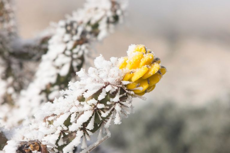 don’t let jack frost ruin your cactus – 5 frost-proofing hacks