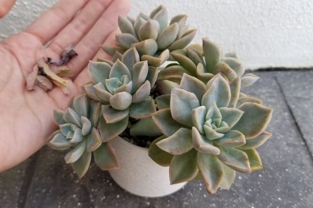 how to remove dead leaves from succulents