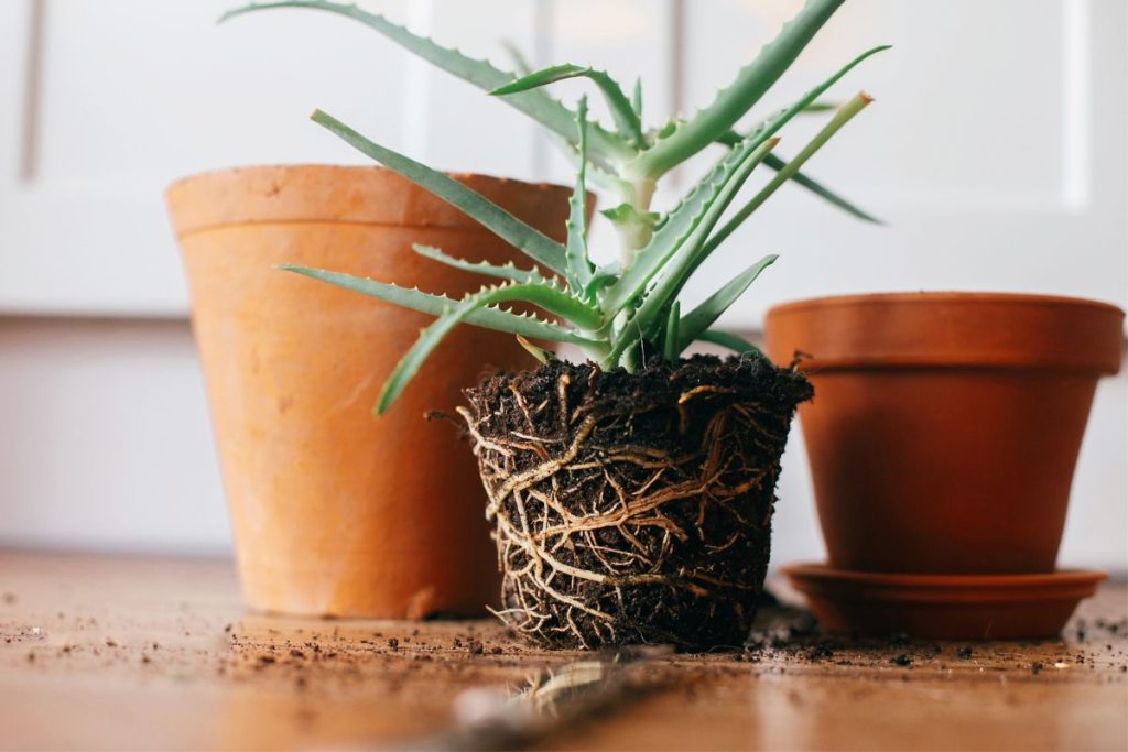 repotting rootbound succulent