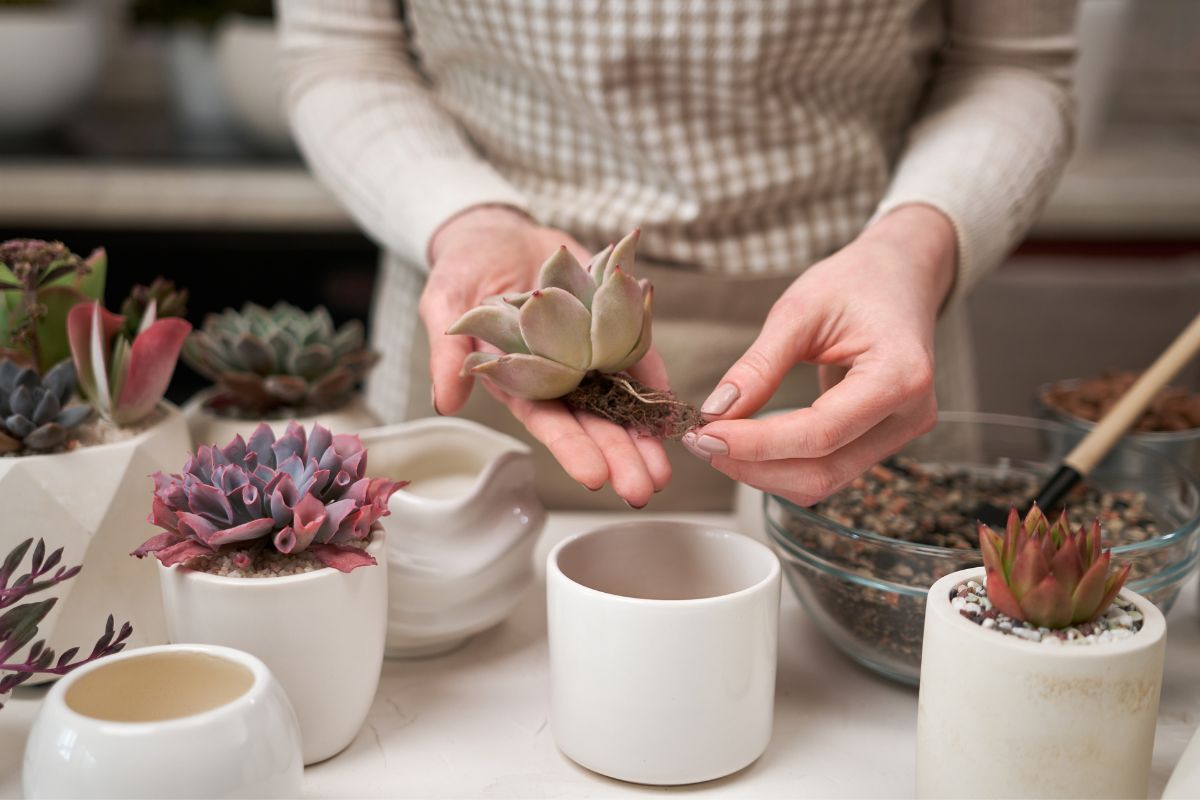 How to Repot Succulents - Step by Step Instructions