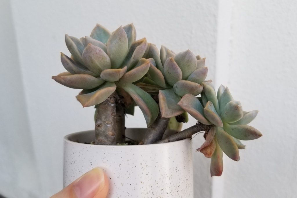 should you remove dried leaves on succulents
