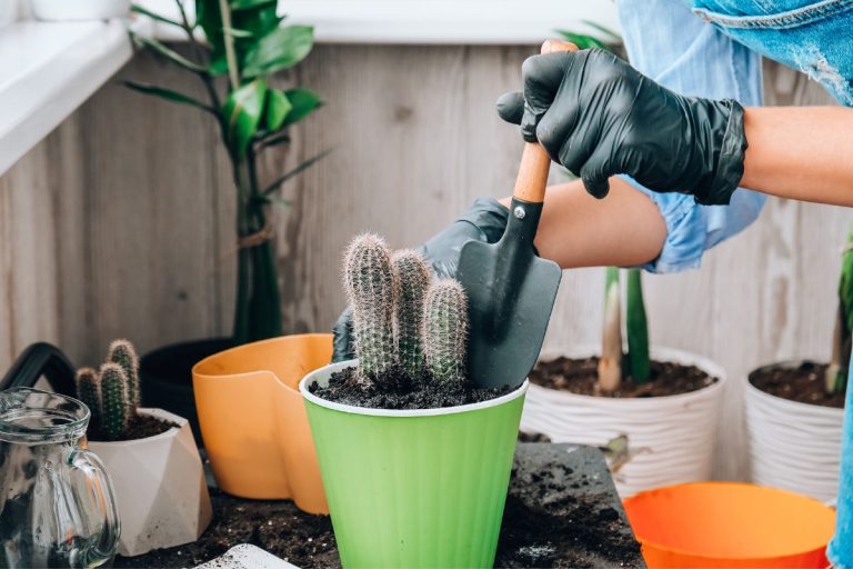 cactus transplant 101: everything you need to know