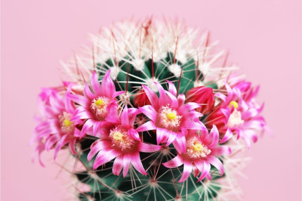 types of cacti with pink flowers