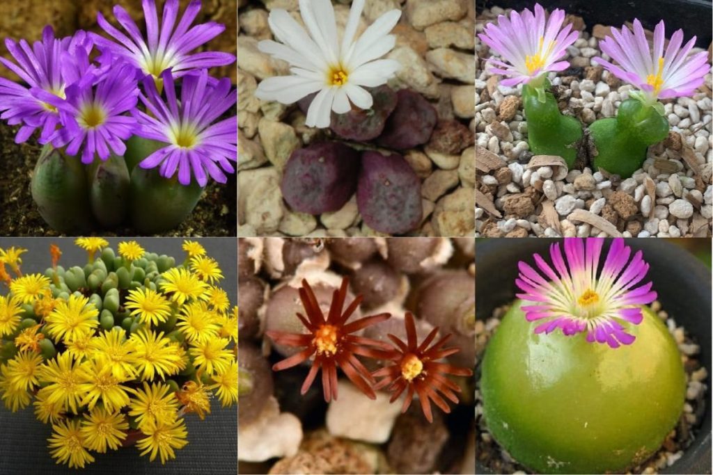 types of conophytum succulents