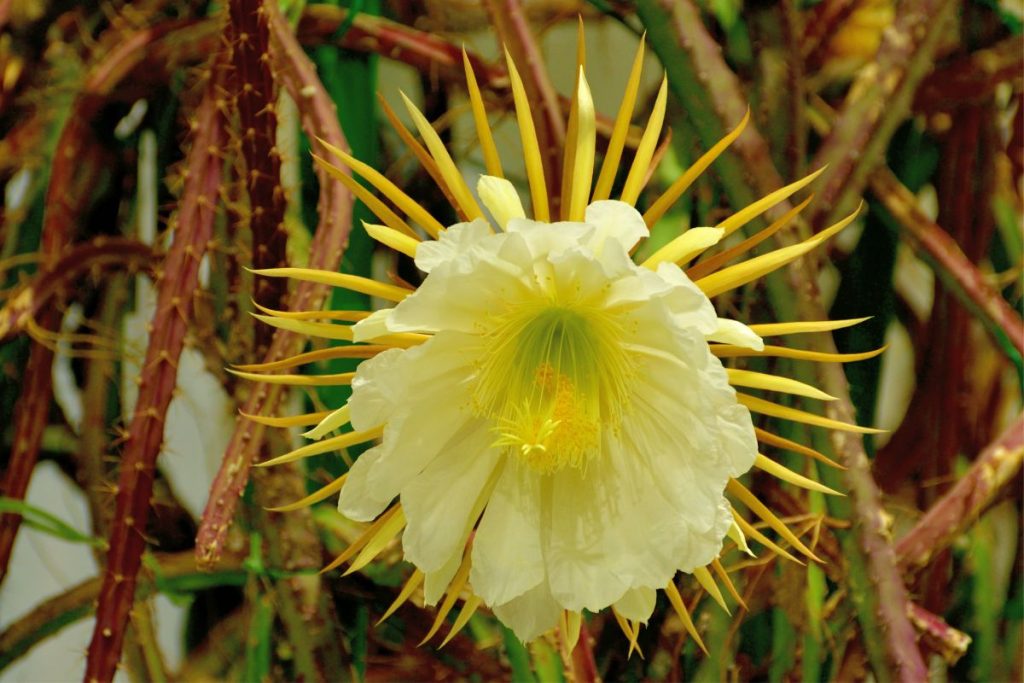 what is an epiphyllum