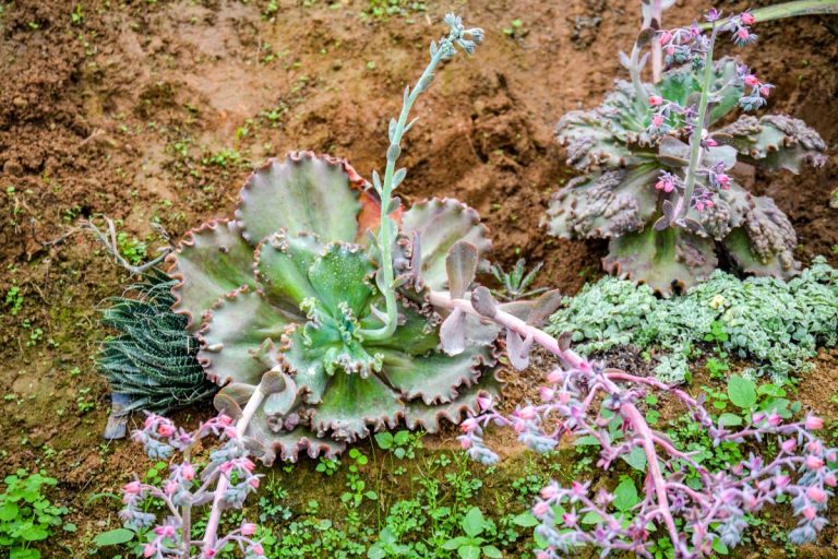 succulent hot spots: a global tour of their natural homes