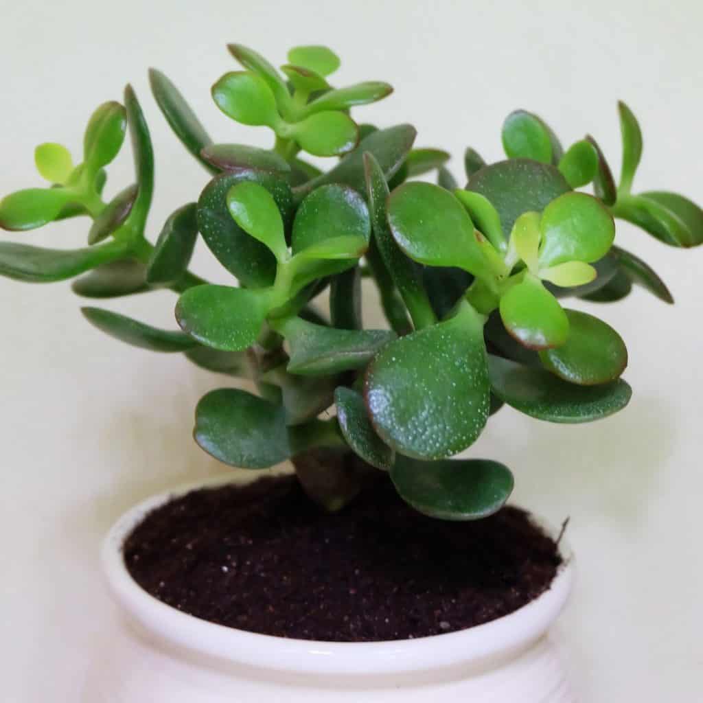 jade plant for terrarium