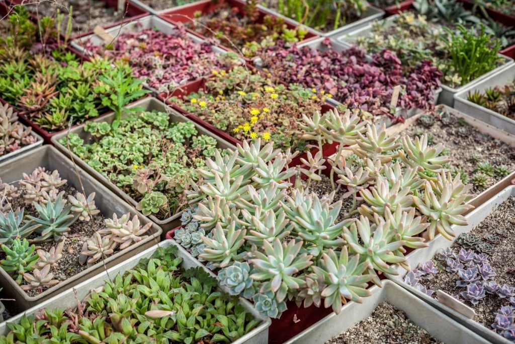 propagating succulents