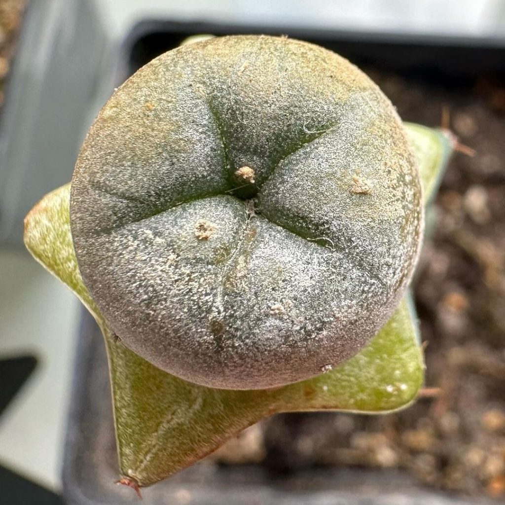 blossfeldia liliputana propagation