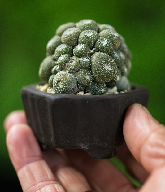blossfeldia liliputana worlds smallest cactus