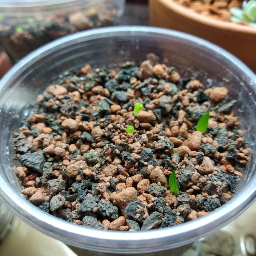 avonia alstonii seedlings