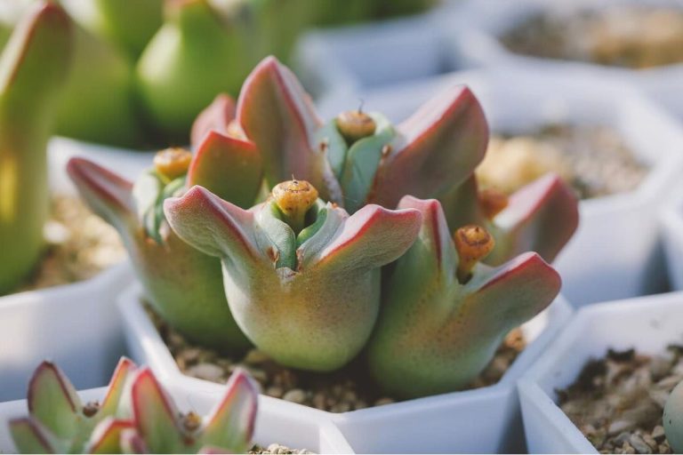 experts are stunned by conophytum bilobum’s bizarre appearance