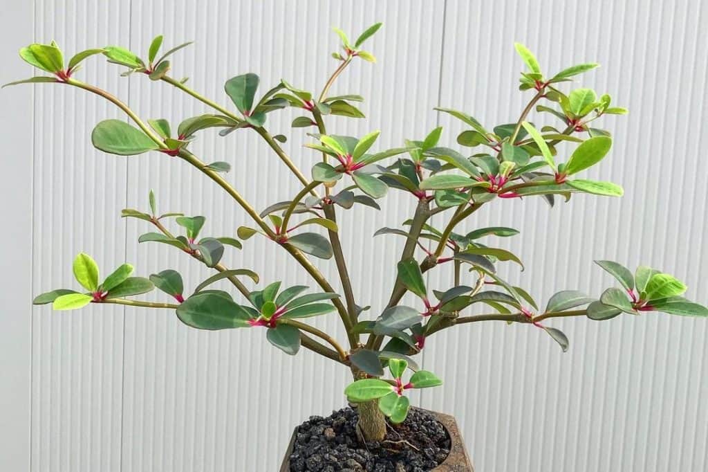 euphorbia bongolavensis plant