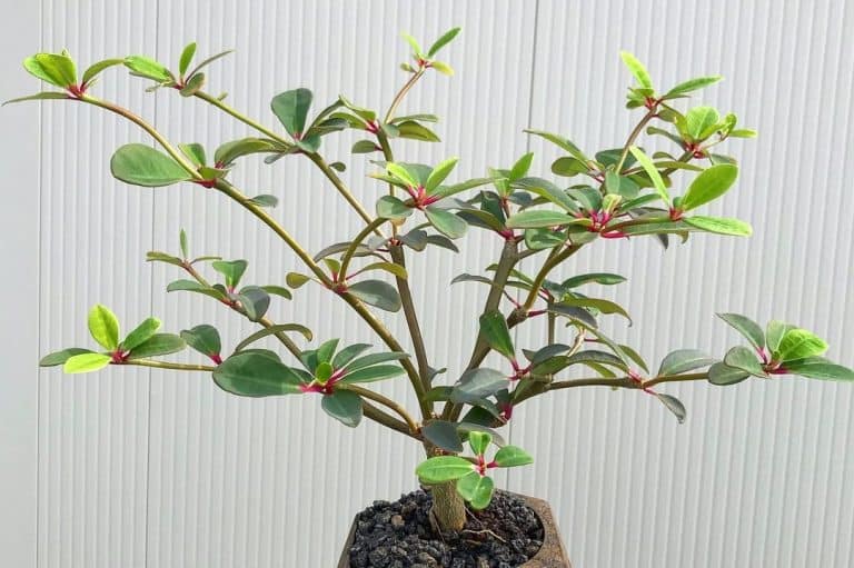 euphorbia bongolavensis