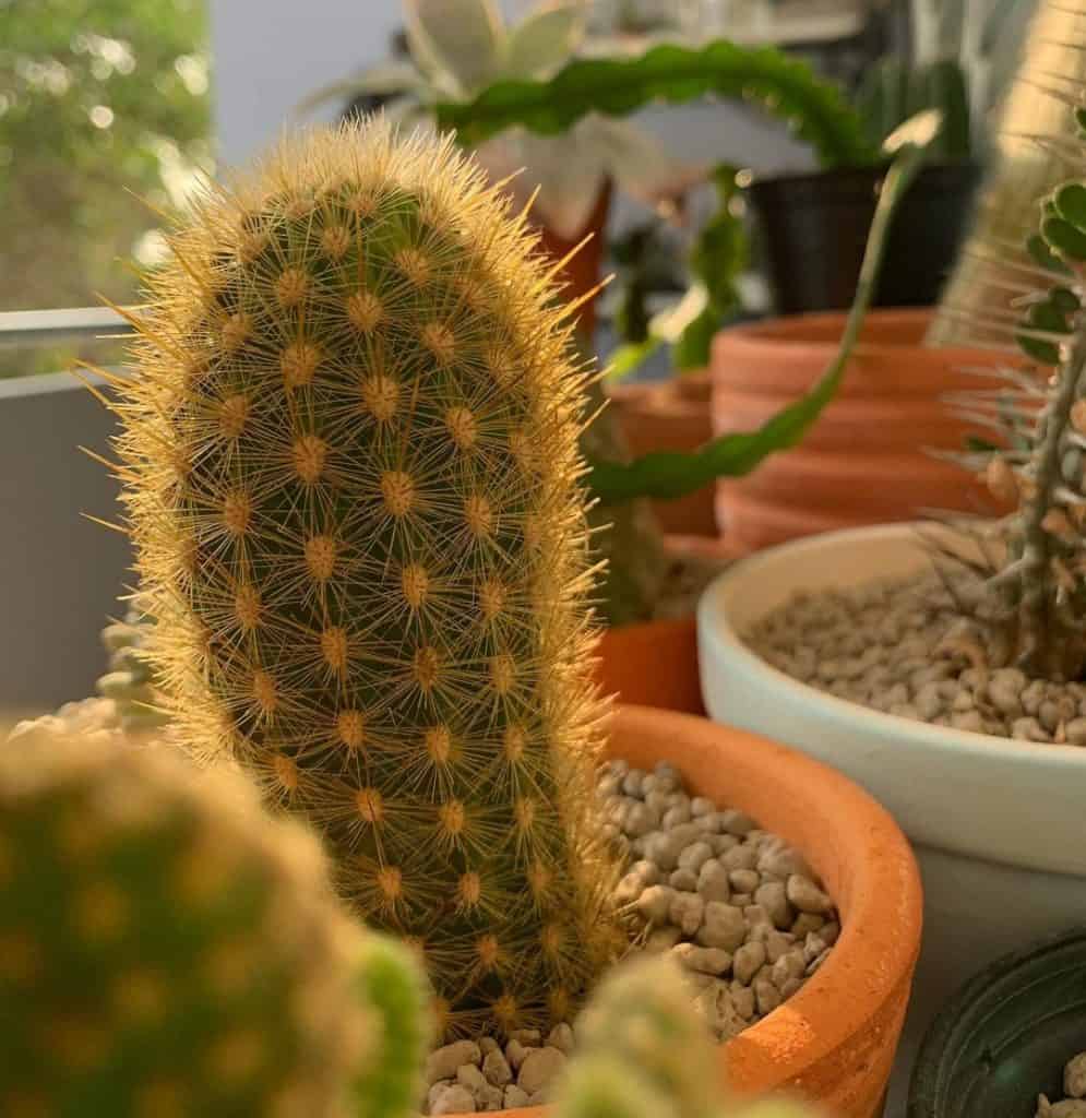haageocereus versicolor cactus care