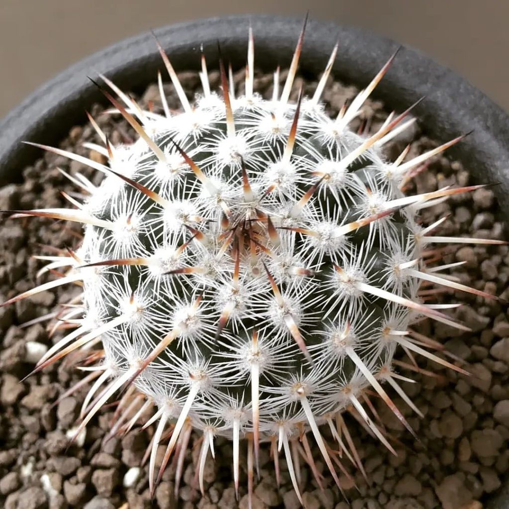 mammillaria parkinsonii