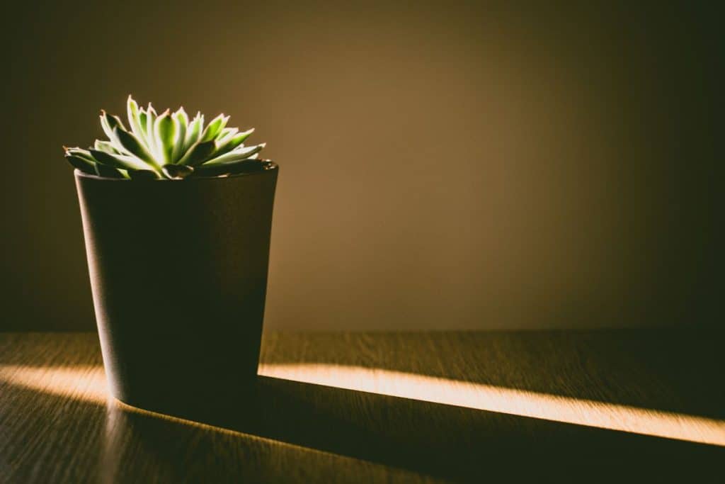 can succulents grow in dark rooms