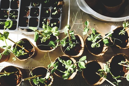 container gardening