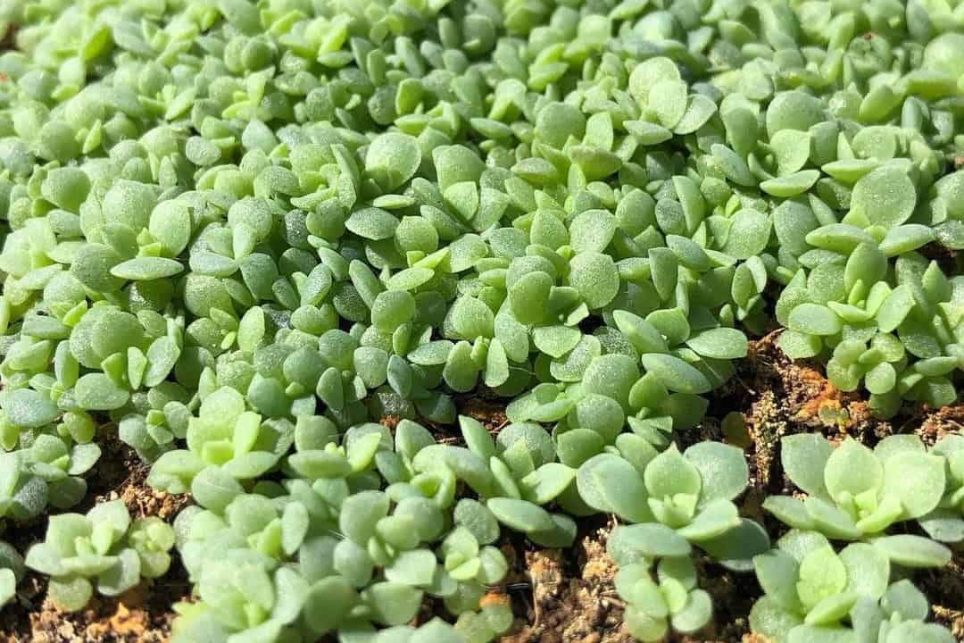 growing echeveria from seeds