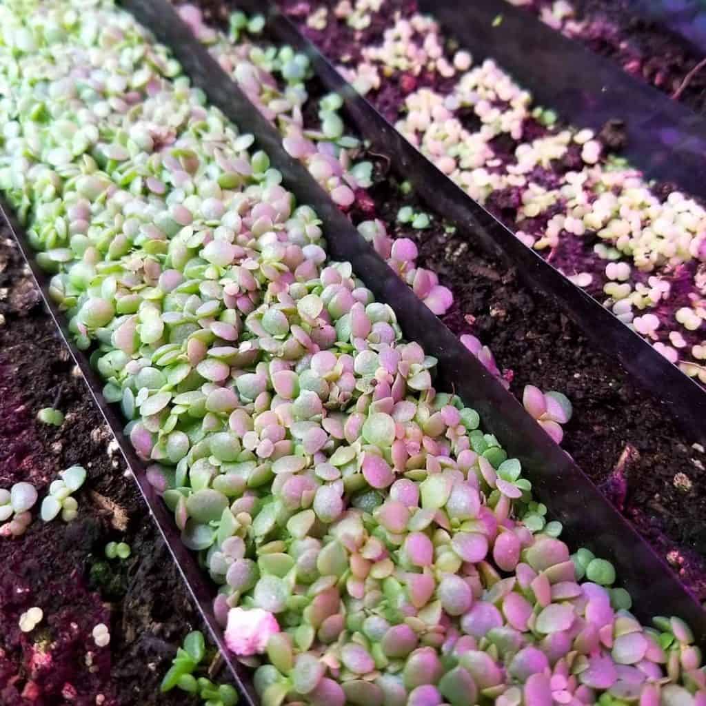 growing echeveria seeds