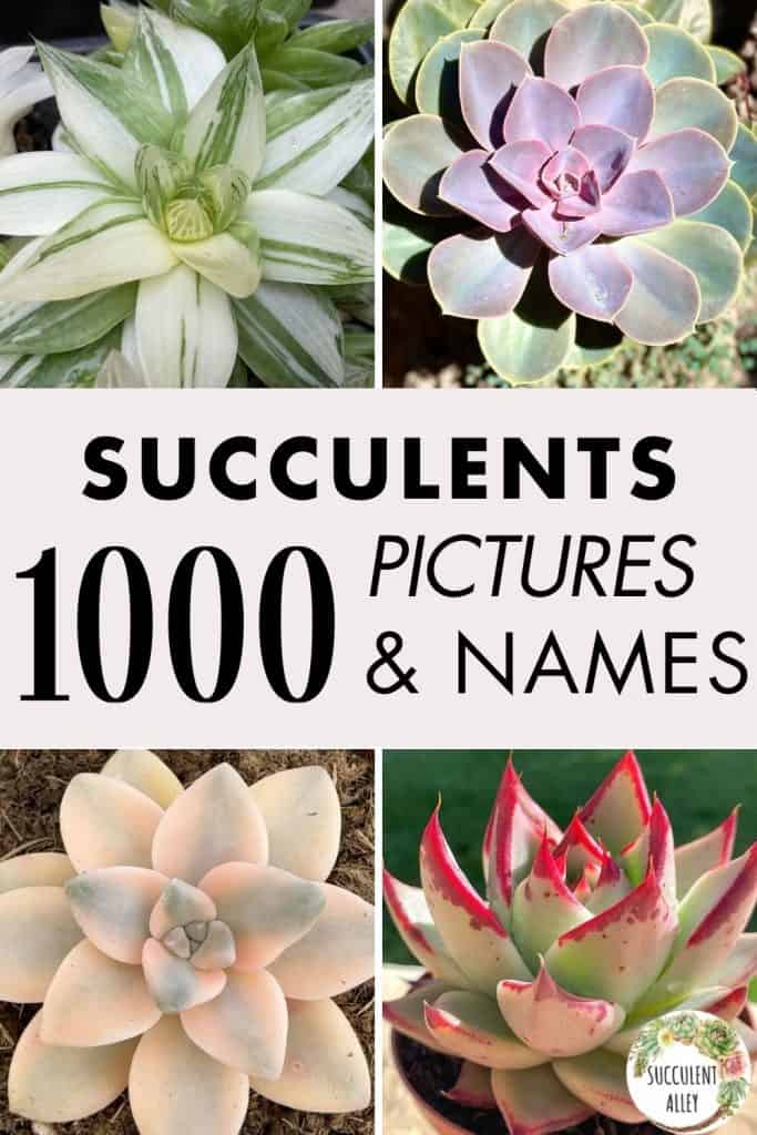 Discover 23 Stunning Trailing And Hanging Succulent Varieties Succulent Alley Discover 23 Stunning Trailing And Hanging Succulent Varieties Succulent Alley